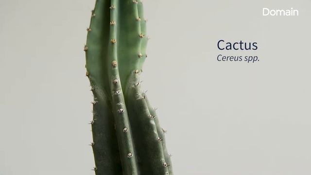 A guide to indoor plants - Domain