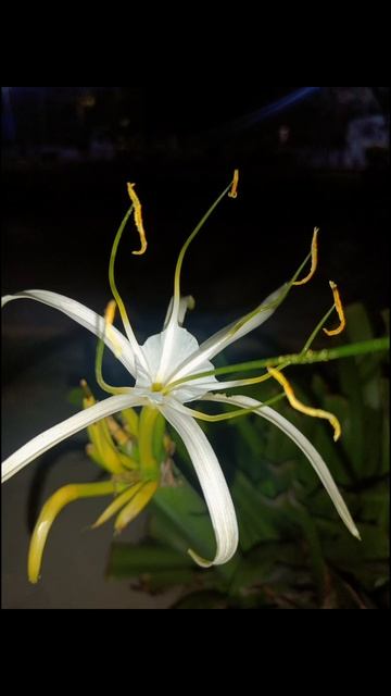 #flowers #photography #selfphotography