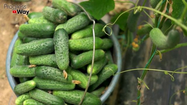 Cucumbers love this white fertilizer! Cucumbers will fill you with the harvest ahead of time