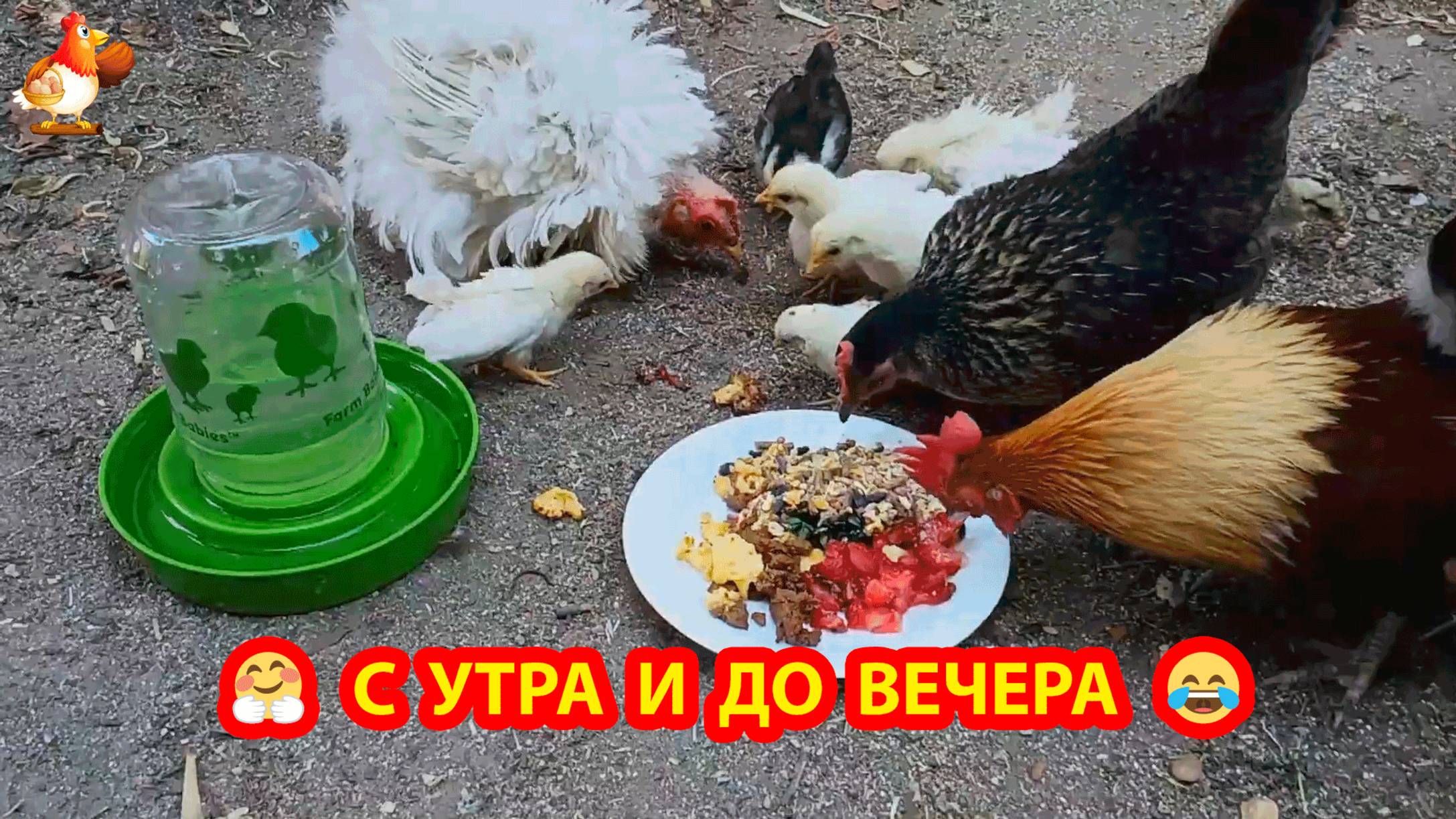 Куриный день с утра и до вечера 🐓🥰❣️