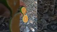 Mihowase Mandarin Variety
