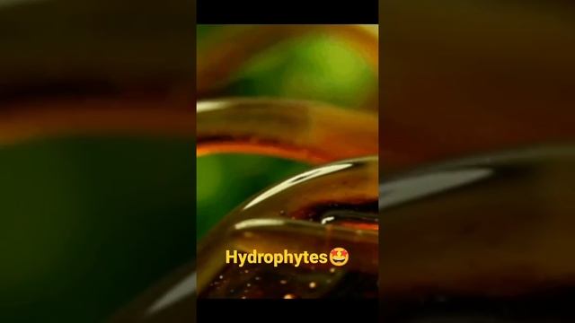 Hydrophytes 🤩 l #viral #@botanysolution4054