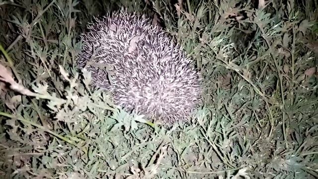 Вот идешь по полю, никого не трогаешь, и тут из-за куста показывается Ёж...