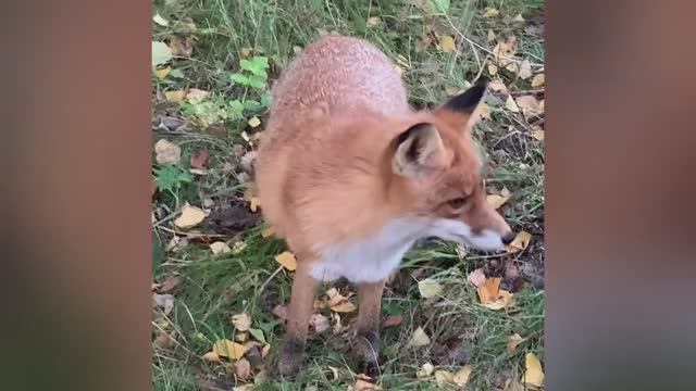 Встреча с лисяо после грибалки