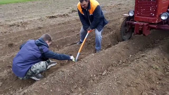Посадка картошки