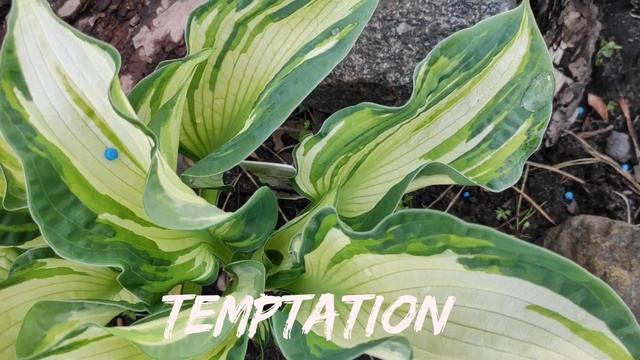 Хоста Temptation #hosta #хоста #сорта #коллекция #Temptation