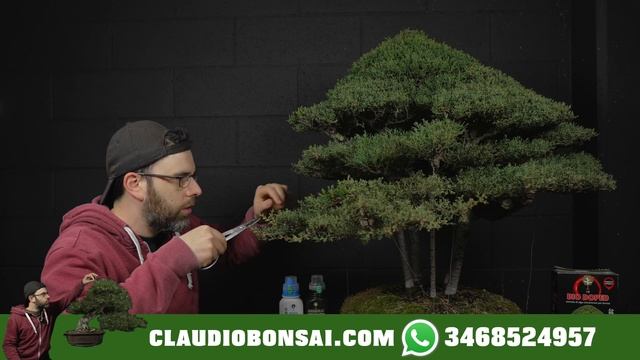 POTATURA E RINVASO, con quale pianta iniziare a coltivare un bonsai