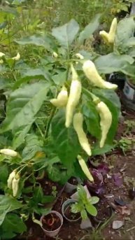 CABE TAHAN PENYAKIT DAN TIDAK MUDAH BUSUK | TANAM CABE RAWIT PRENTUL DALAM POT