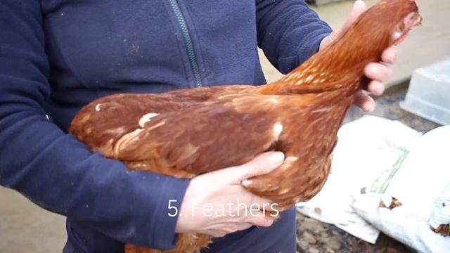 10 Step Chicken Health Check
