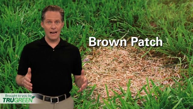 Lawn Disease | Brown Patch | Dollar Spot | Rust | TruGreen