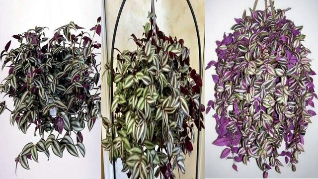 Best hanging plants/Parmanent hanging plants/low maintenance plants for hanging baskets