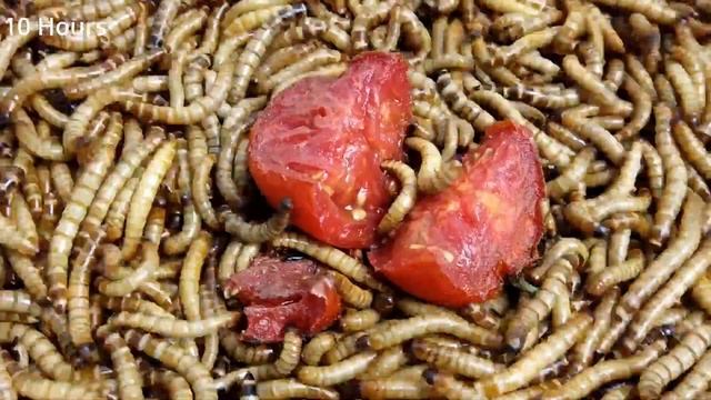 (Experiment) 1,000 Superworms VS Tomato 🍅