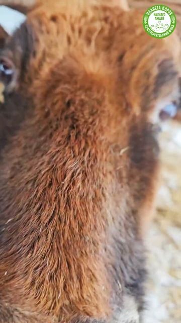 Коровушка Маковка, которая приехала из Усть-Ишимска, осваивается на Планете коров. Ест морковку