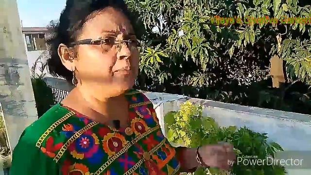 Gardening ke Shauk ke saath apni safety ka bhi dhyan rakhiye/what can we grow in grow bags