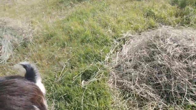 Собрала сено || Цветёт бузина