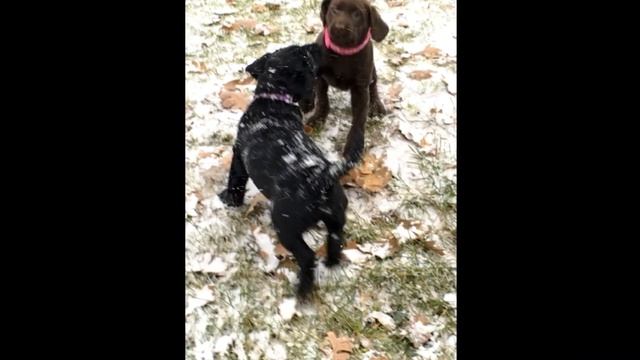 LILY 2 & BALEY & KIA