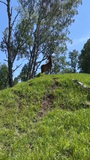 Горный Алтай, Россия 🇷🇺