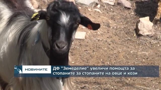 ДФ "Земеделие" увеличи помощта за стопаните на овце и кози