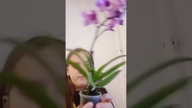 ОБЗОР на растения для дома. Мухоловка. Мечта сбылась!