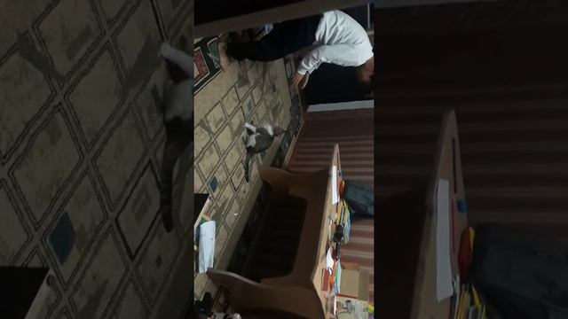 Боксер Маша