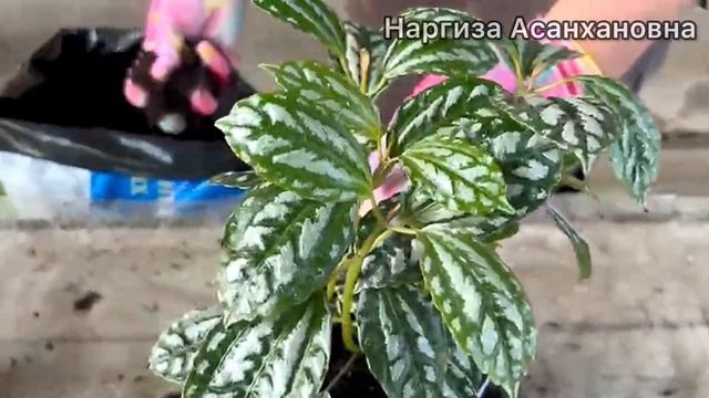 ПИЛЕЯ🪴Pilea cadierei. Пересадка и уход #комнатныецветы