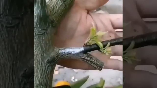 Как привить растение🌿