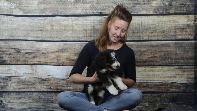 Mountain Blue Doodles Mini Bernedoodles Clementine 7-2019  Light Blue Boy