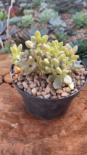 Sedum mirinae