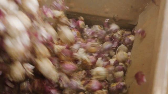 The Garden Gurus - Garden Express Spring Bulb Collection