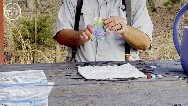 Lavender Plants from Seed?  DO THIS!