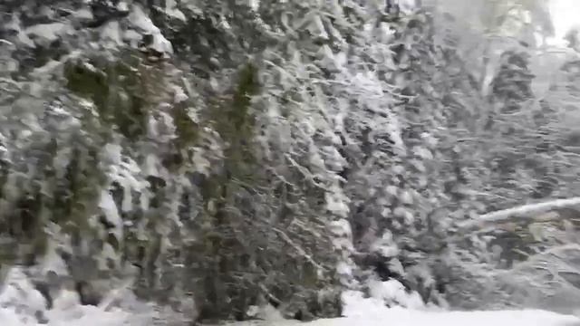 Ближе к Заре упала ёлка и сосна. Время 13:01. Ждём всё МЧС.