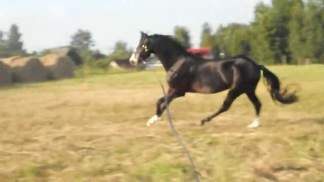 Hilin Schadow- Welch pony