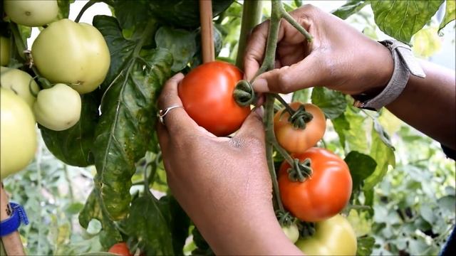 Duogrow Holiday Proof Planter  First Cristal Tomato Harvest