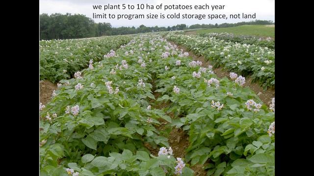 Potato Breeding