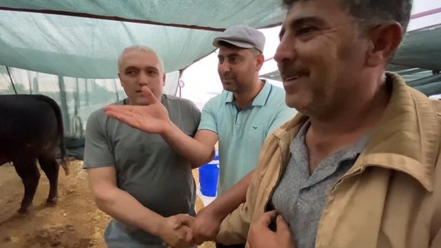 2024 GAZİEMİR KURBAN PAZARINDA DEV DANA FİYATLARI