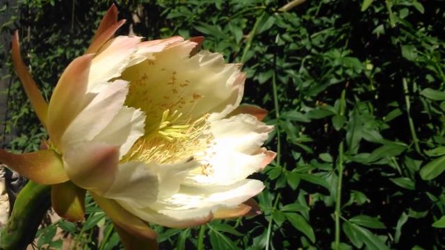 Flores de cactus y una frase de Atahualpa