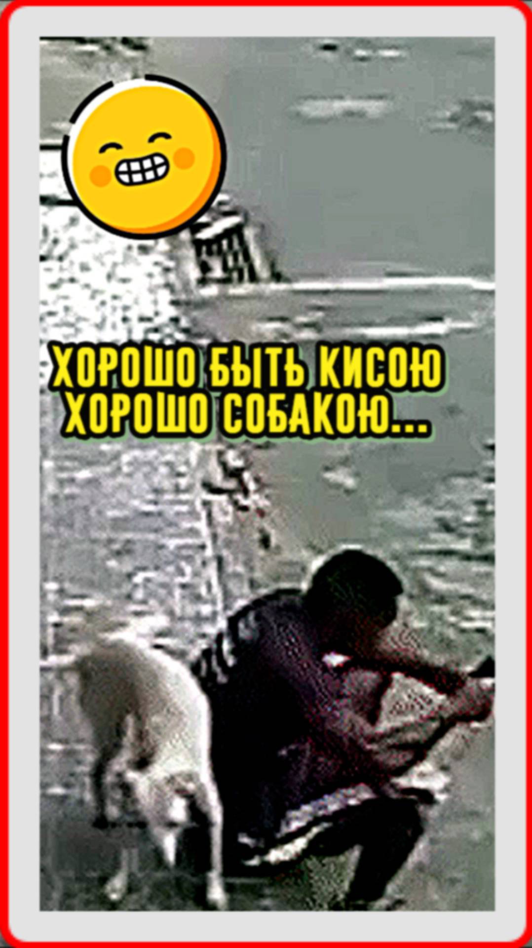 Хорошо быть кисою, хорошо собакою...