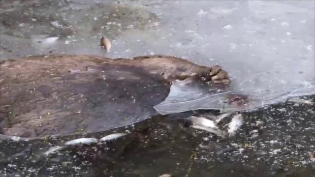 🦫😢Трупы бобров обнаружили подо льдом Москвы-реки у музея-заповедника «Коломенское»🦫😢