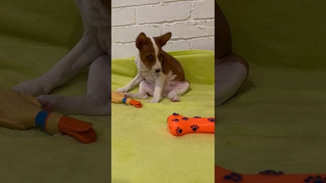 Звездочка из дома принцессы Дианы