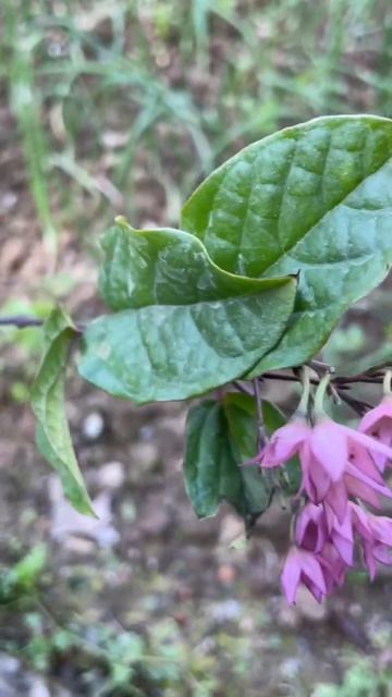 Growing bleeding heart #gardening #plants #flowers #gardeninglife #nature #shorts #youtubeshorts #1