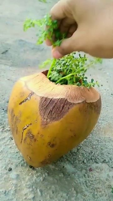 coconut shell planter,garden decor🌸