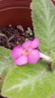 Flame violet/episcia in my garden