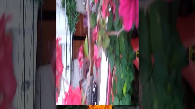 My Garden's Winter Season # Beautiful Winter Flowers Bloom On My Terrace Garden.