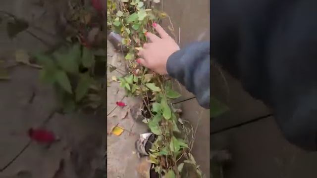 мои саженцы жимолости каприфоли ароматной