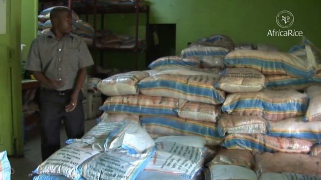 AfricaRice : Uganda--blazing a trail to rice success