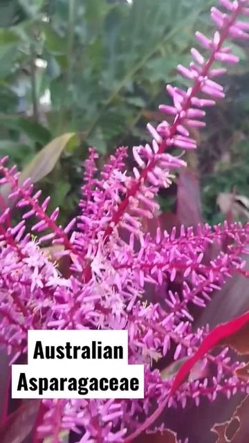 Australian Asparagaceae#shorts #shortvideo #flowers