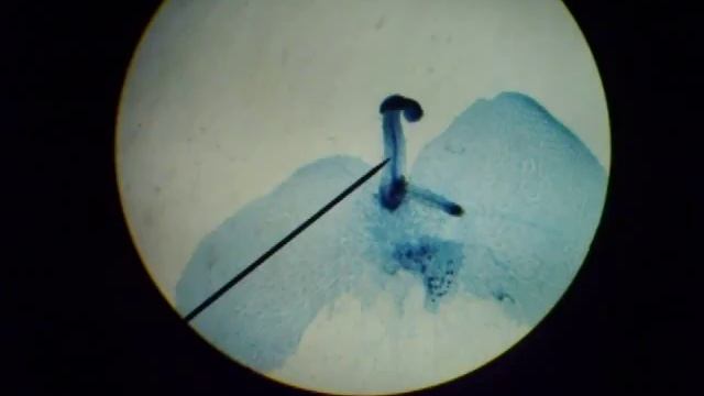 FERN SPOROPHYTE GROWNG OUT OF GAMETOPHYTE