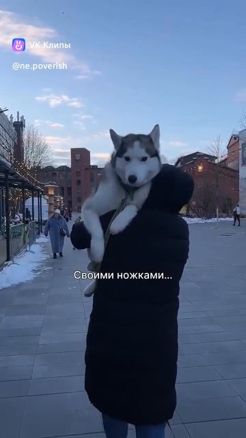 Ленивец 🦥