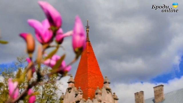 Броди у розквіті. Як у місті цвітуть сакури та магнолії? (ТК "Броди online")