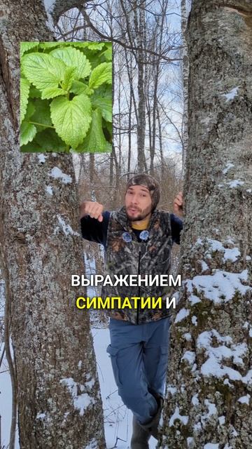 Тайный смысл цветов